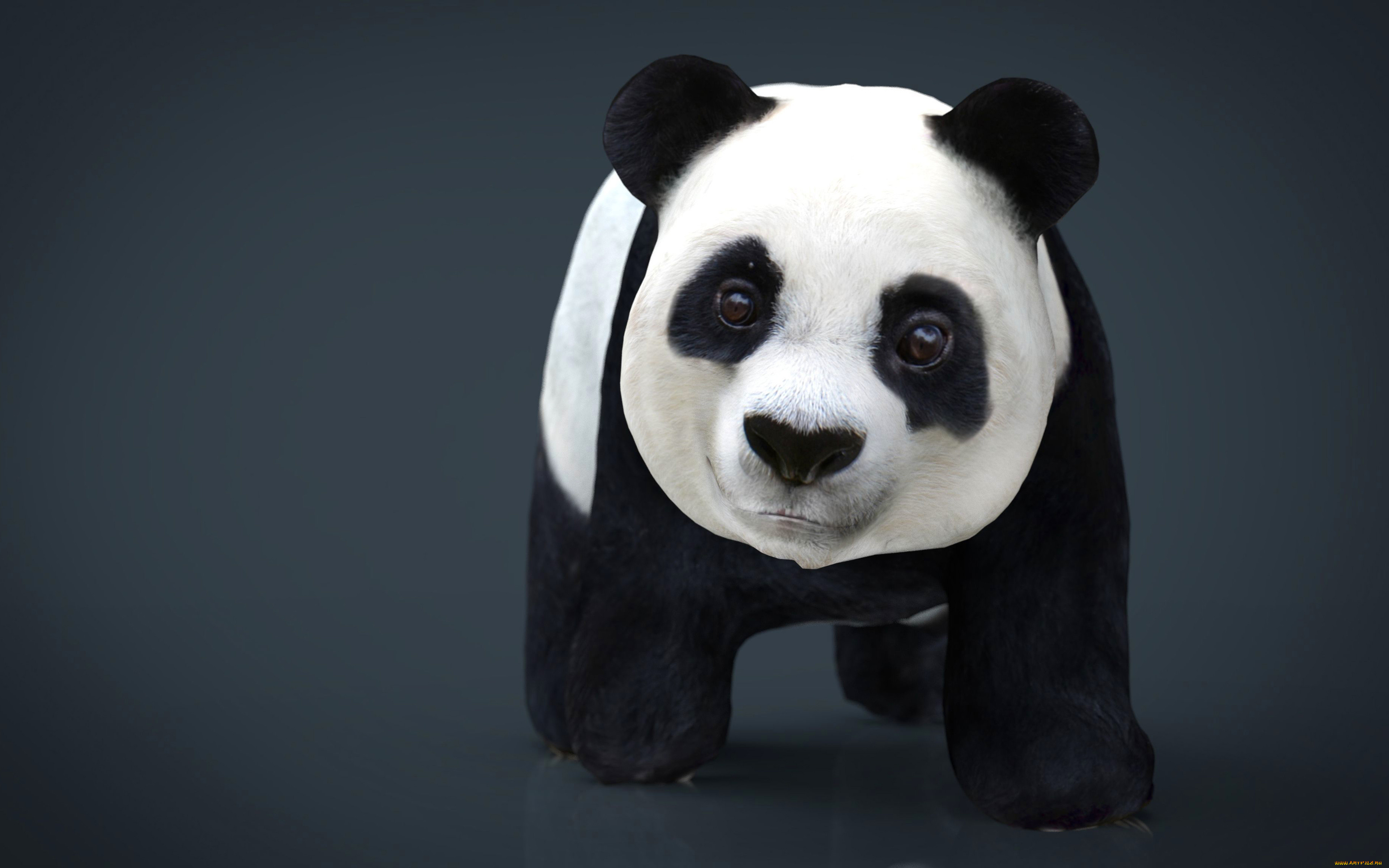 Поставь панда 4. Панда 3д. 3 Pandas. Панда портрет. Панда 4.